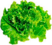 Alface Hidroponica